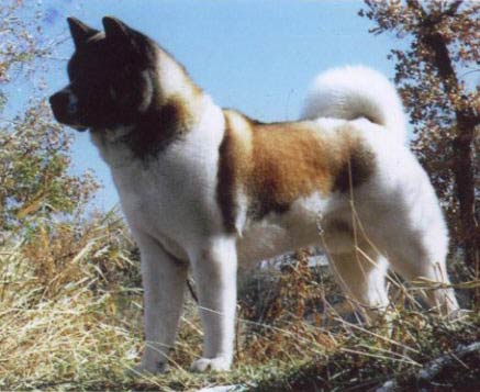 Akita